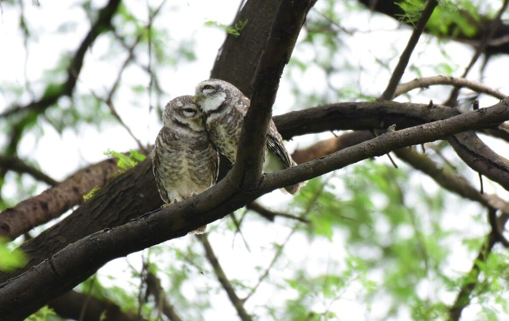 Фотография автора Biswanath Chatterjee