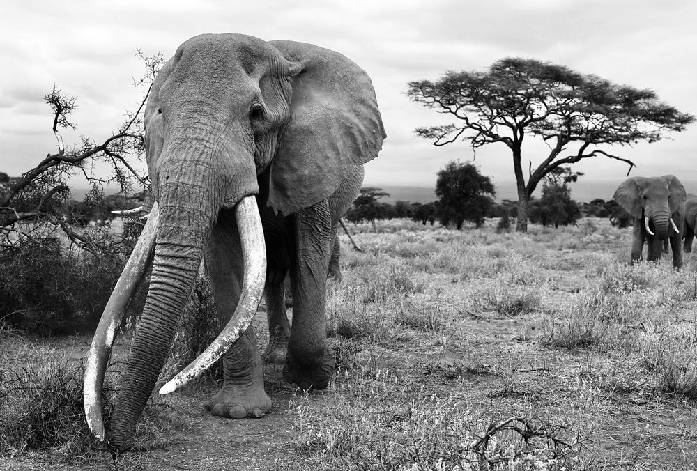 Гигант саванны