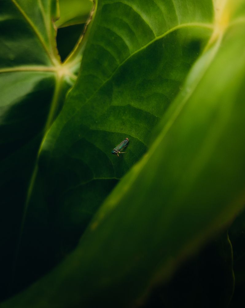 Photograph by Allan Carvalho