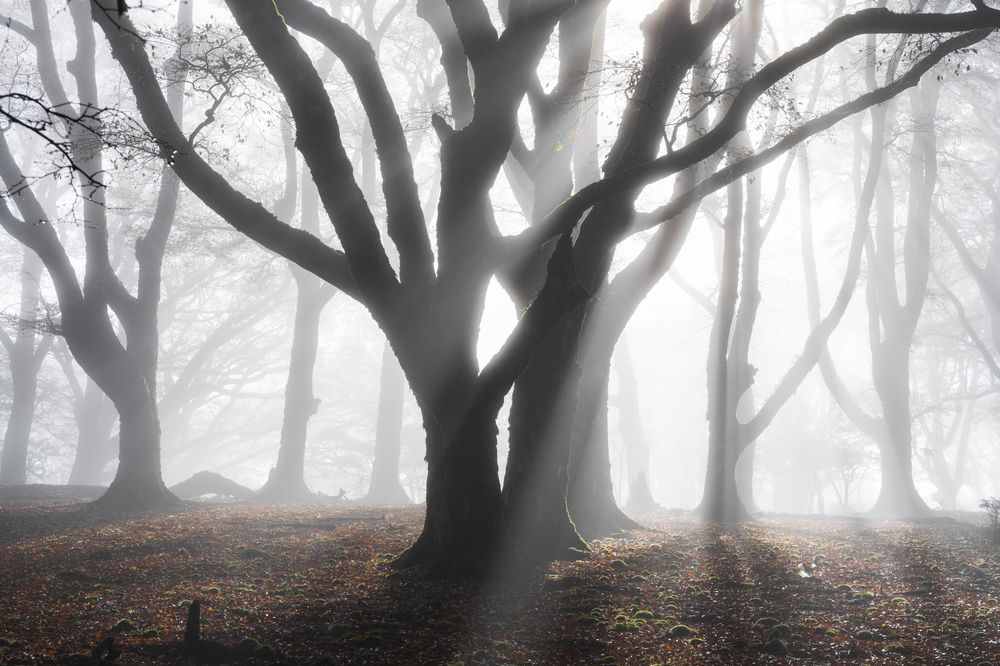 Photograph by Kaneko Atsushi