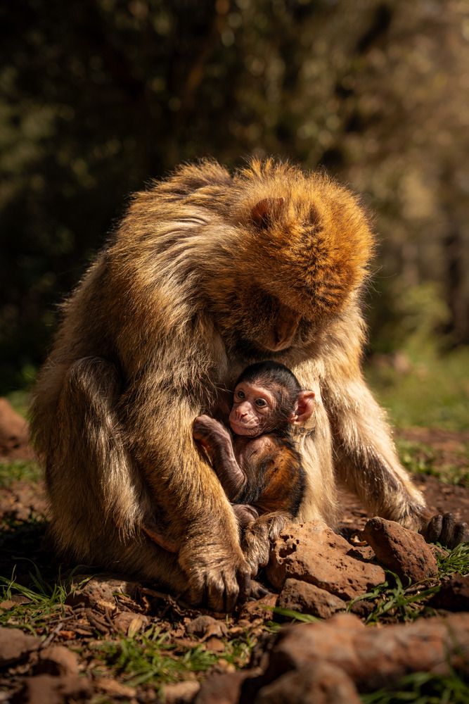 The Critically Endangered Barbary-Macaques of Morocco