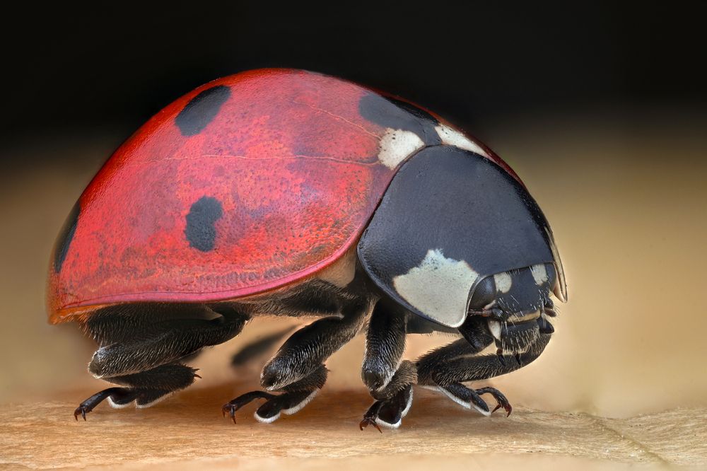 Photograph by Ganev Tsvetan