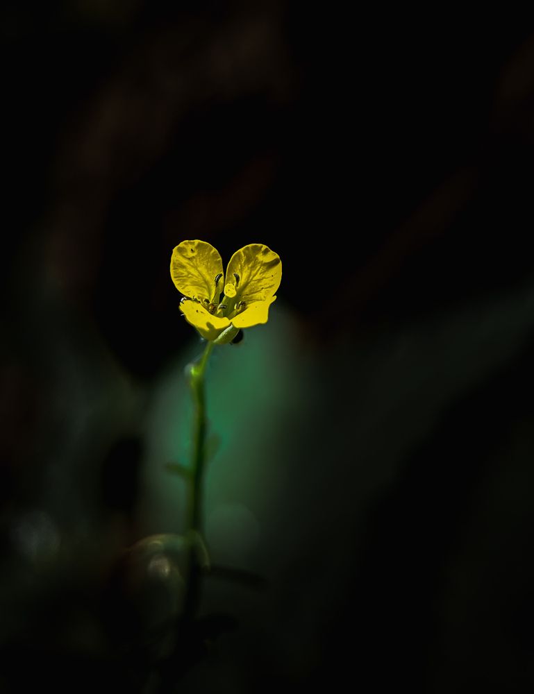 Фотография автора Farzad Mohebbipour