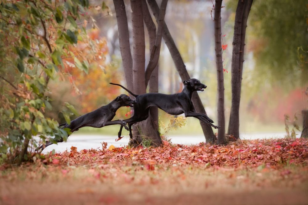 Полет левреток