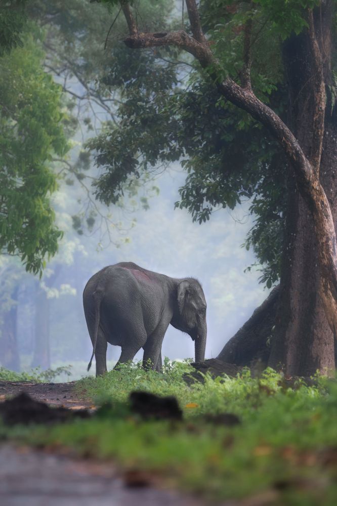 Elephant on rainy & foggy day..
