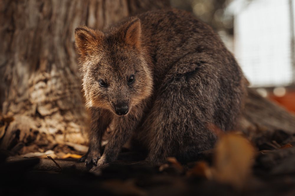 Photograph by Lodi Pertovt