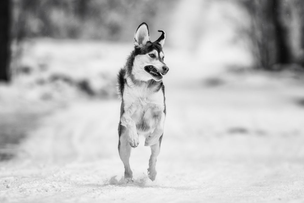 Photograph by Зубкова Юлия