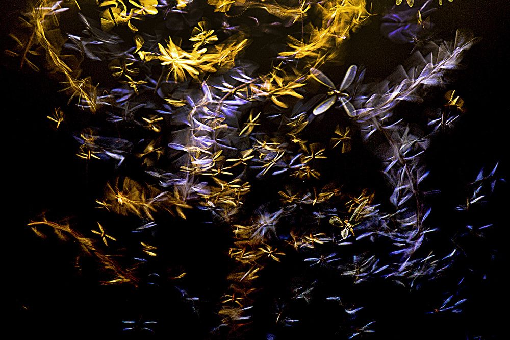 Photograph by Anirban Dutta