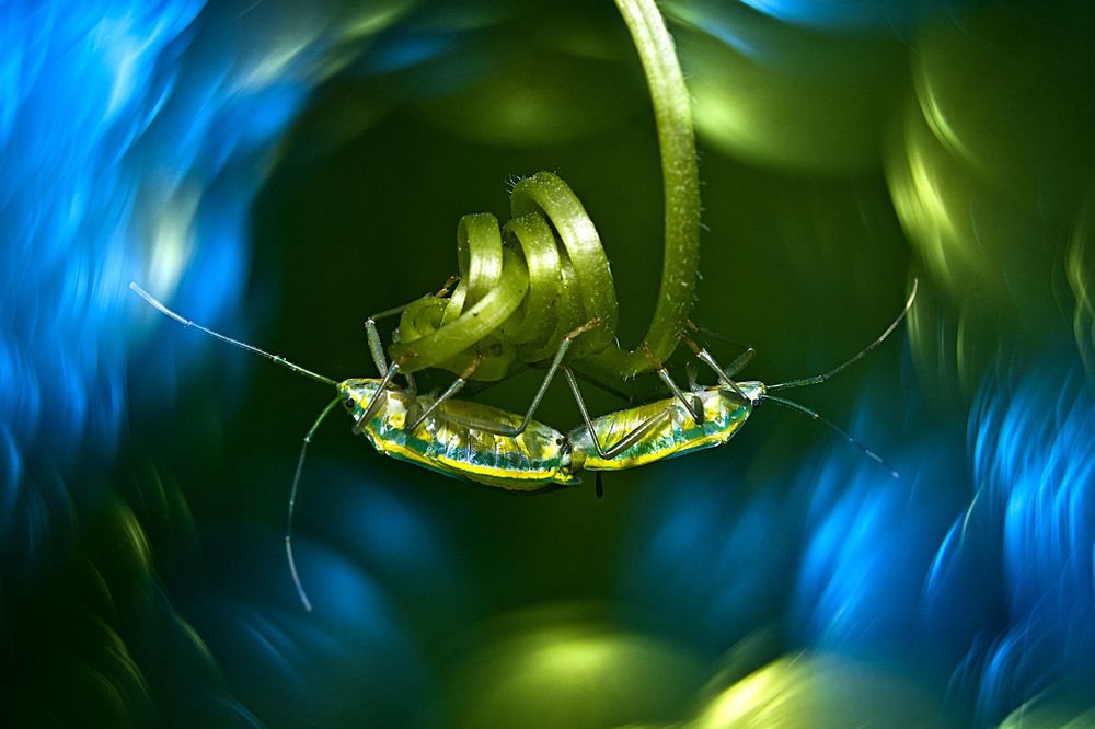 Photograph by Anirban Dutta