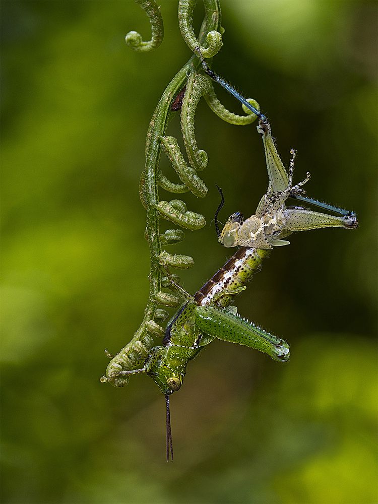Photograph by Anirban Dutta