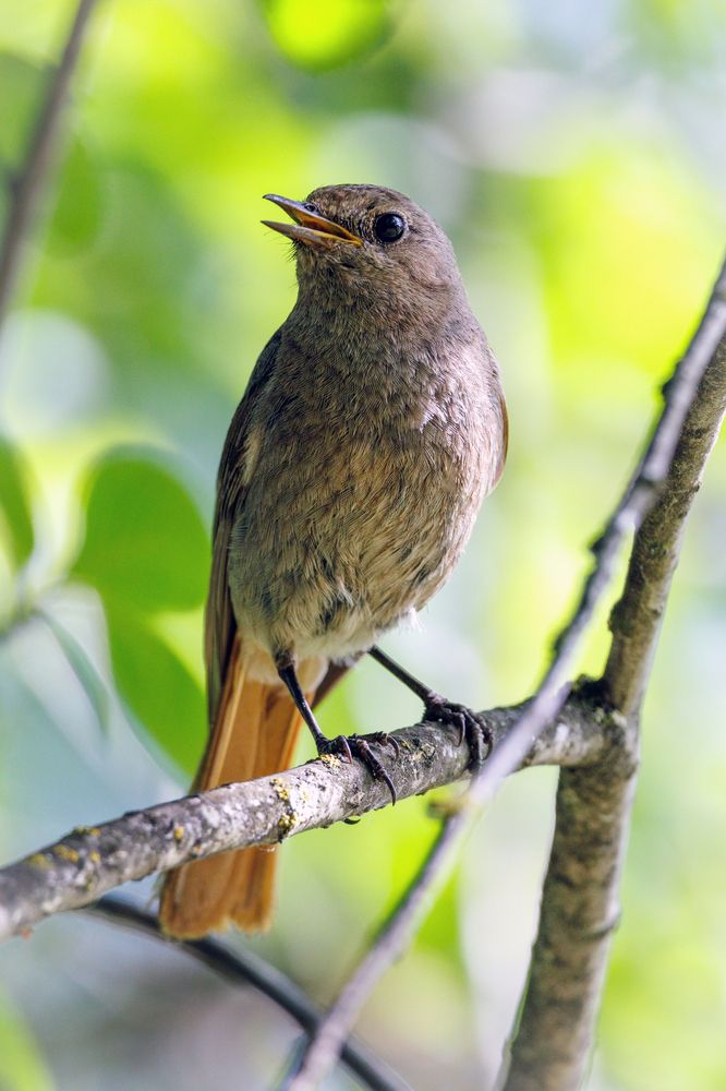 Горихвостка