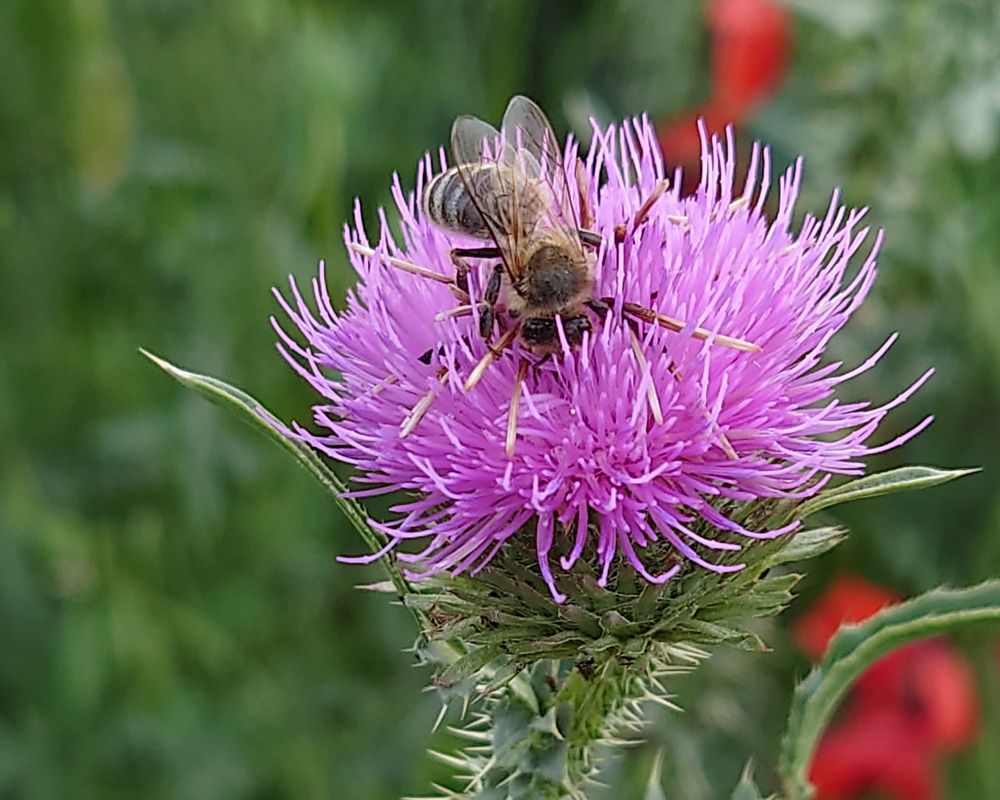 Photograph by Angelo Sab