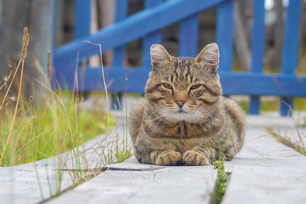 Photograph by Ян Адамсон