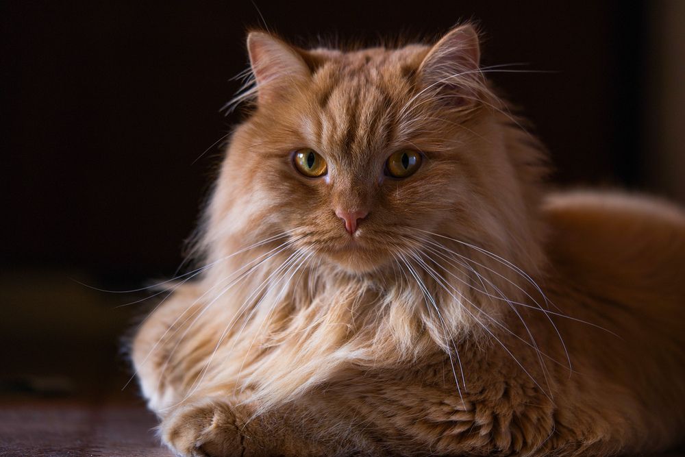 Фотография автора Viktoriya Kim