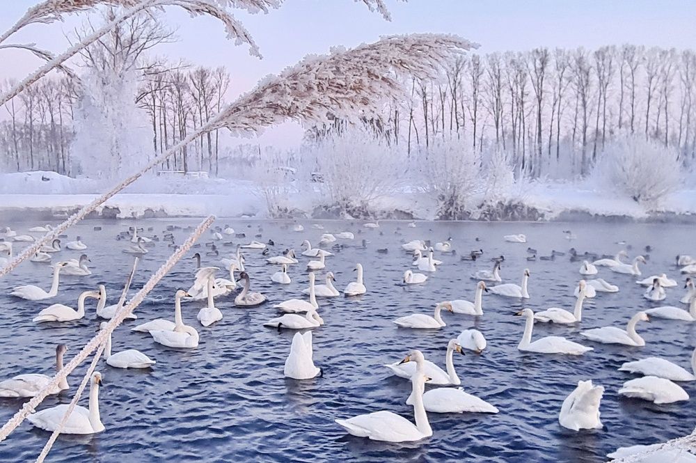 Там, где зимуют лебеди