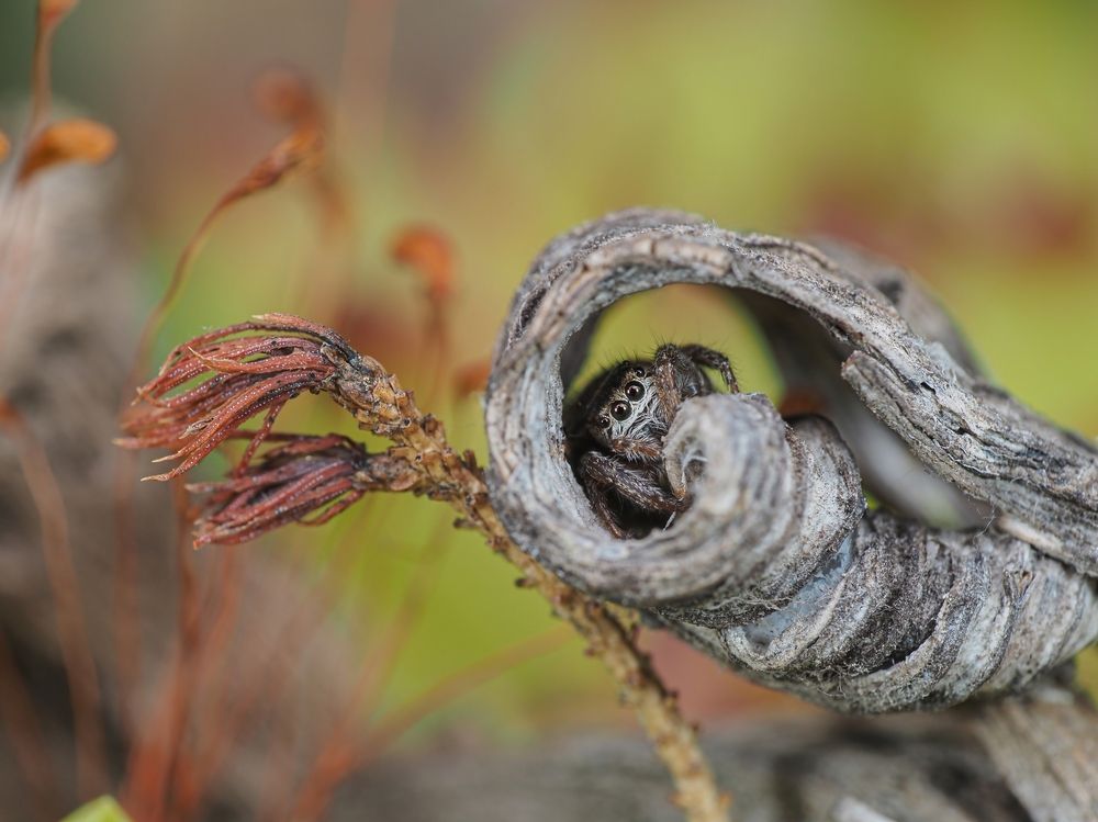 Паук-скакунчик Evarcha arcuata