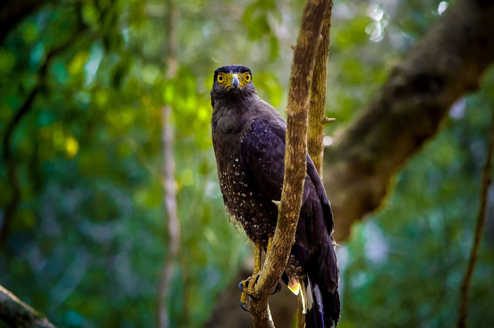 Photograph by Chathurange Weerasinghe