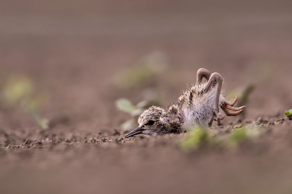 Кривые ножки бегут по дорожке ))