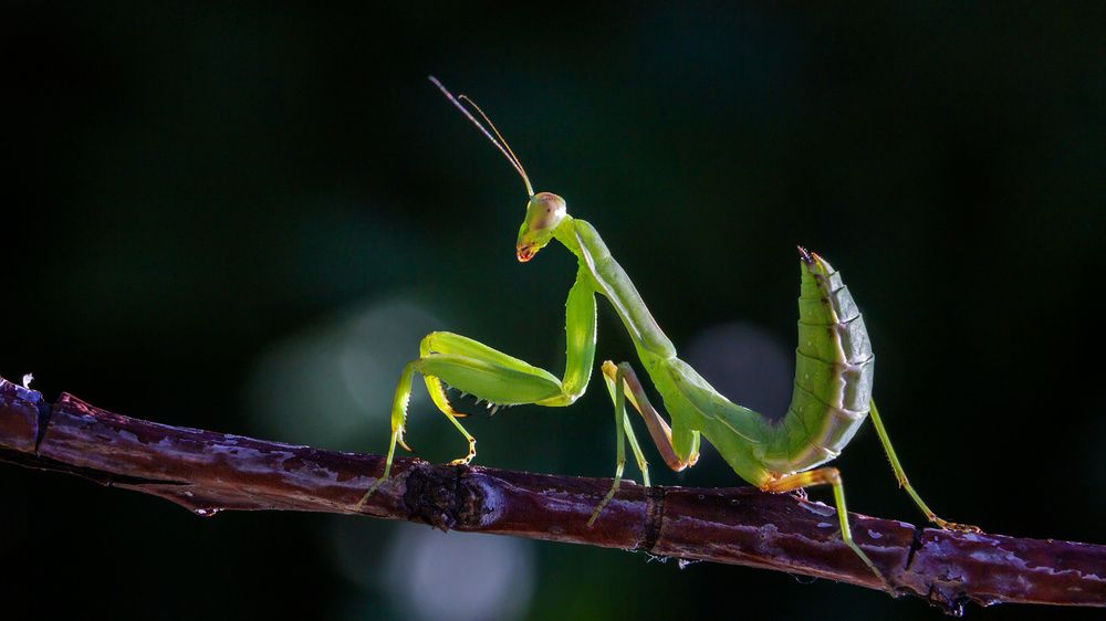 Photograph by Михаил Нижников