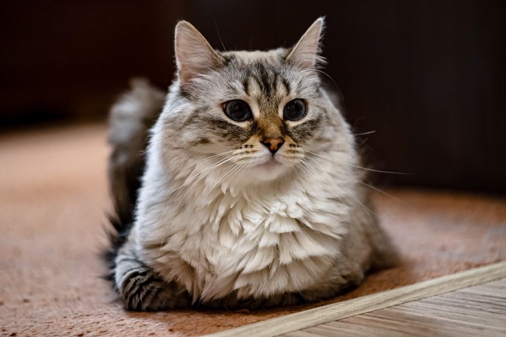 Фотография автора Olga Shchetinina