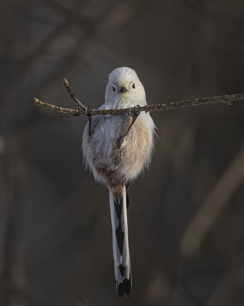 Photograph by Руслан Pl