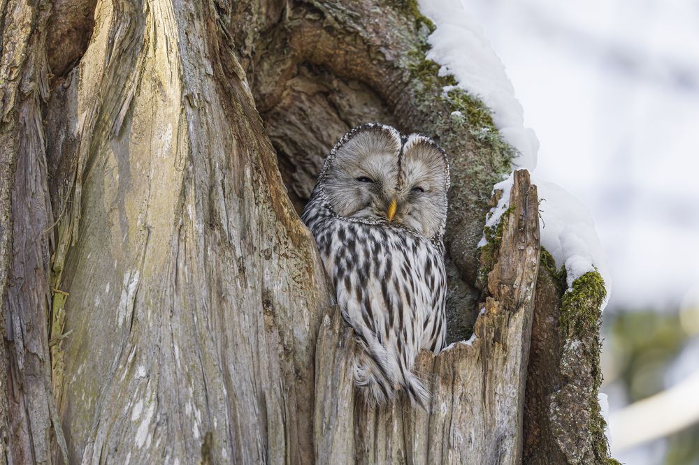 Photograph by Руслан Pl