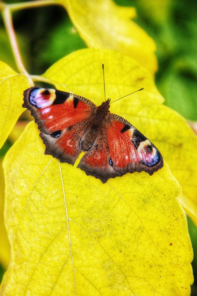 Photograph by Олеся