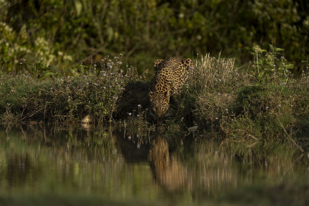 Photograph by Niranjan Rajagopal