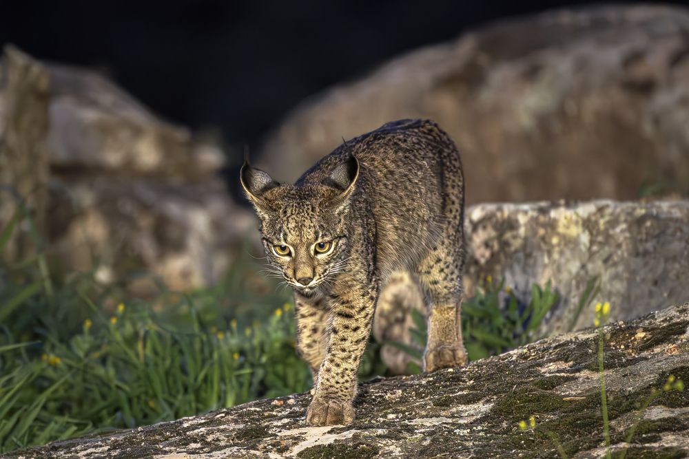 Фотография автора Paolo Barbarini