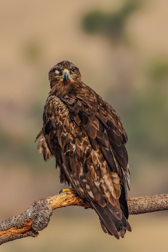 Photograph by Shalini Jain