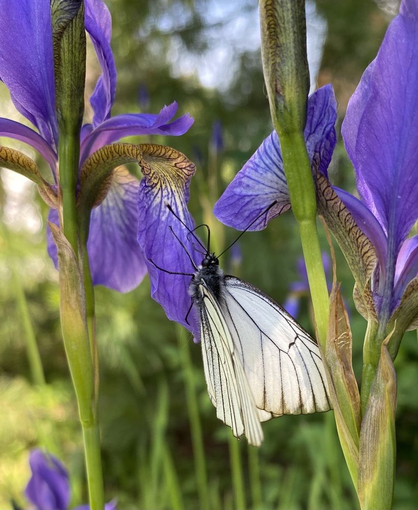 Photograph by Алиса Лукина