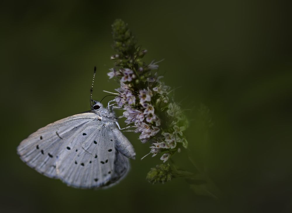 Фотография автора Анна Вигера