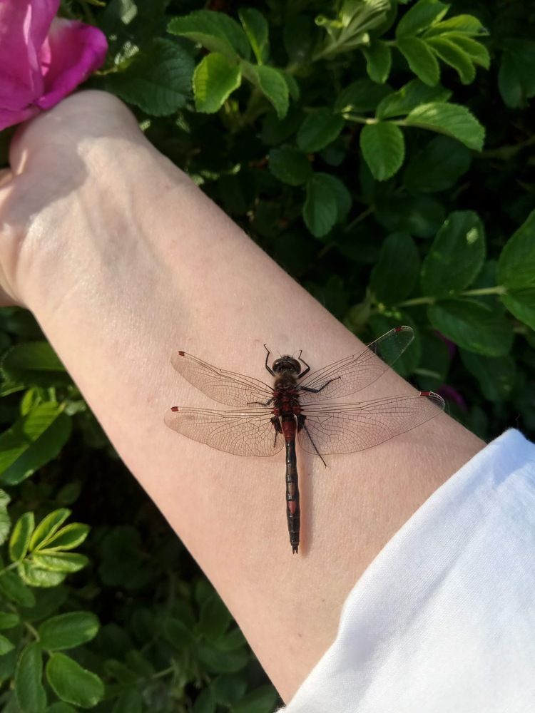 Photograph by Алиса Лукина