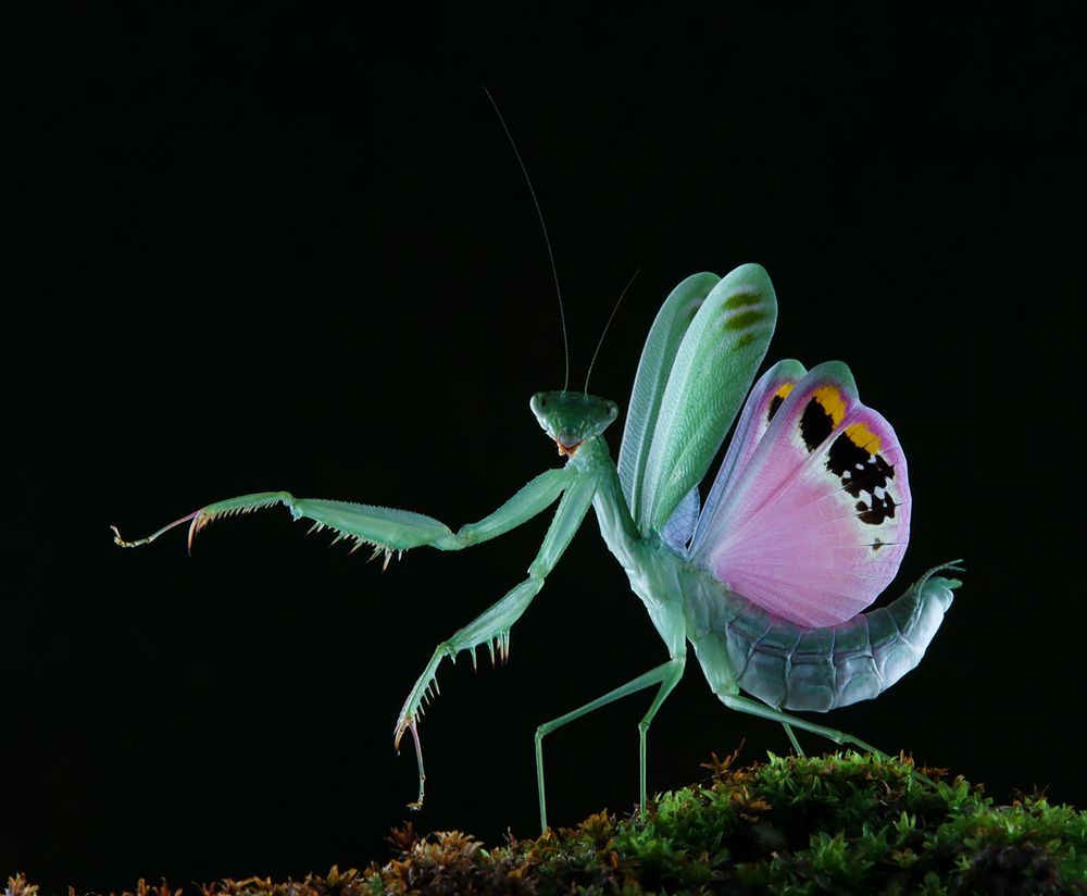 Elegance Praying Mantis - Caliris Elegans