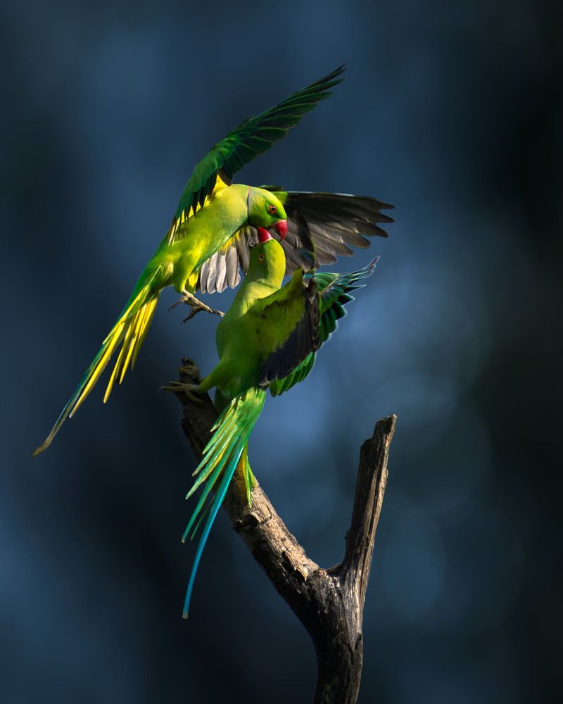 Photograph by Swarup Roy Chowdhury