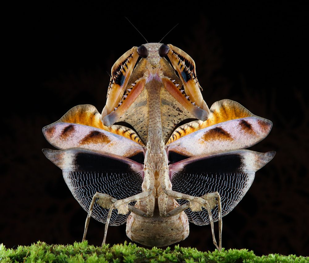 Dead Leaf Mantis - Deroplatys Lobata