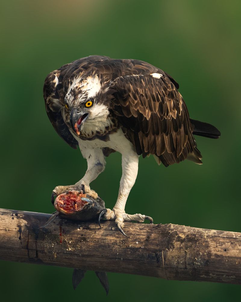 Photograph by Swarup Roy Chowdhury