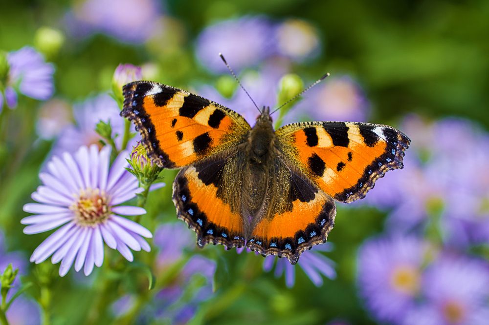 Photograph by Любовь Рощина