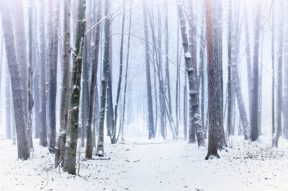 Замерзший лес