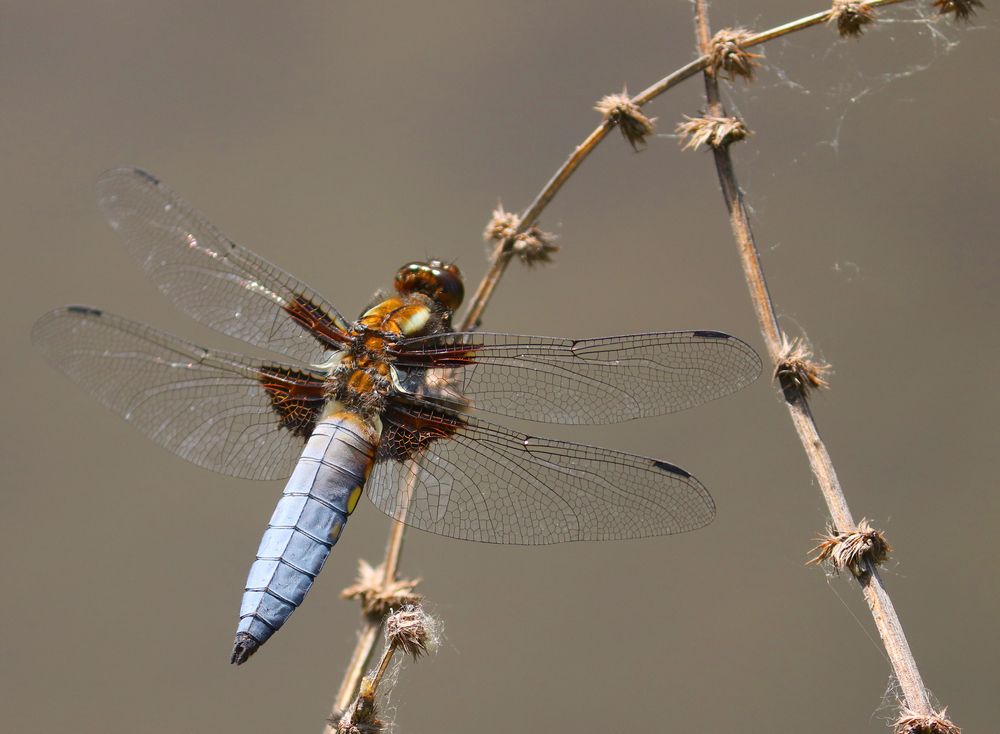 Photograph by Татьяна Пашинцева