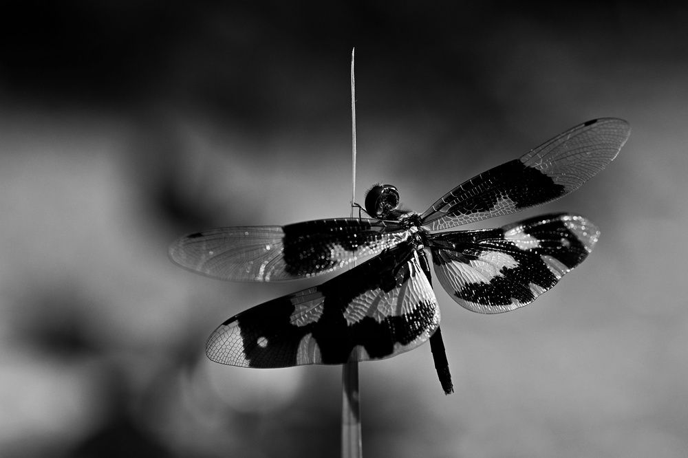 Photograph by SRIMANTA RAY