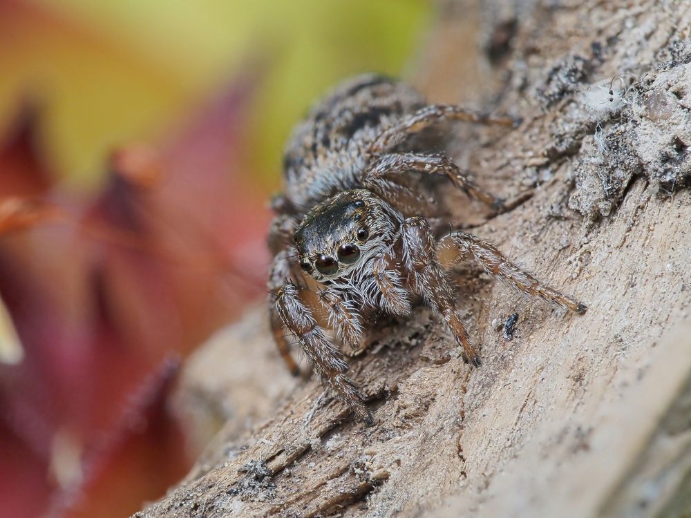 Паук-скакунчик рода Evarcha