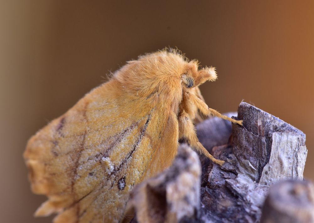 Фотография автора Мария Рохмистрова