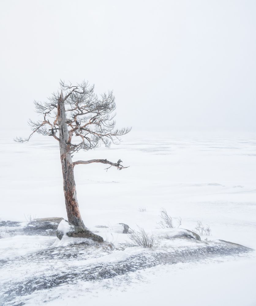 Photograph by  Алексей