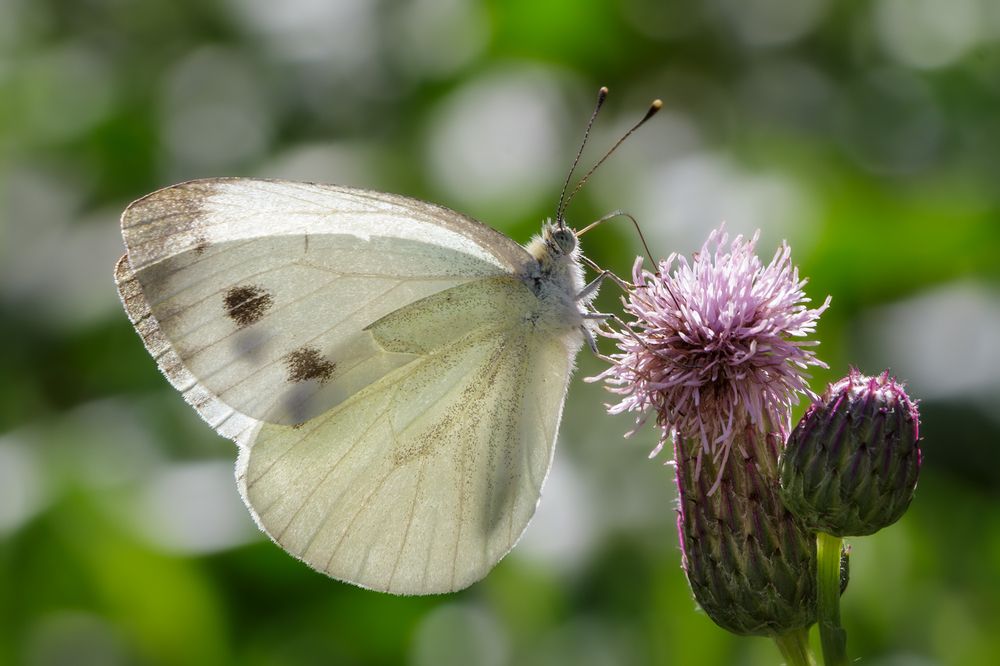 Photograph by Михаил Нижников