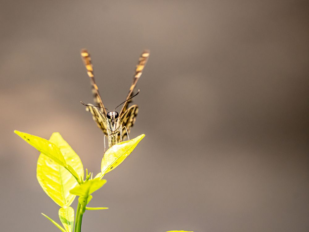 Фотография автора savitri Rawat