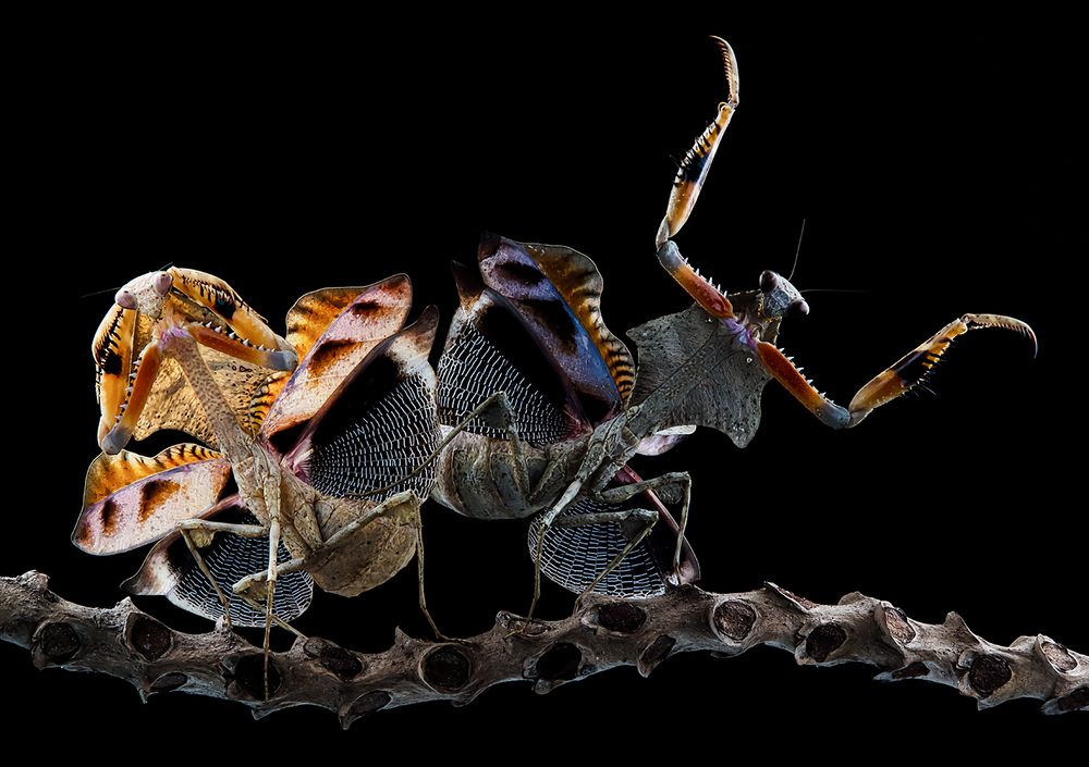 Dead Leaf Mantis - Deroplatys Lobata