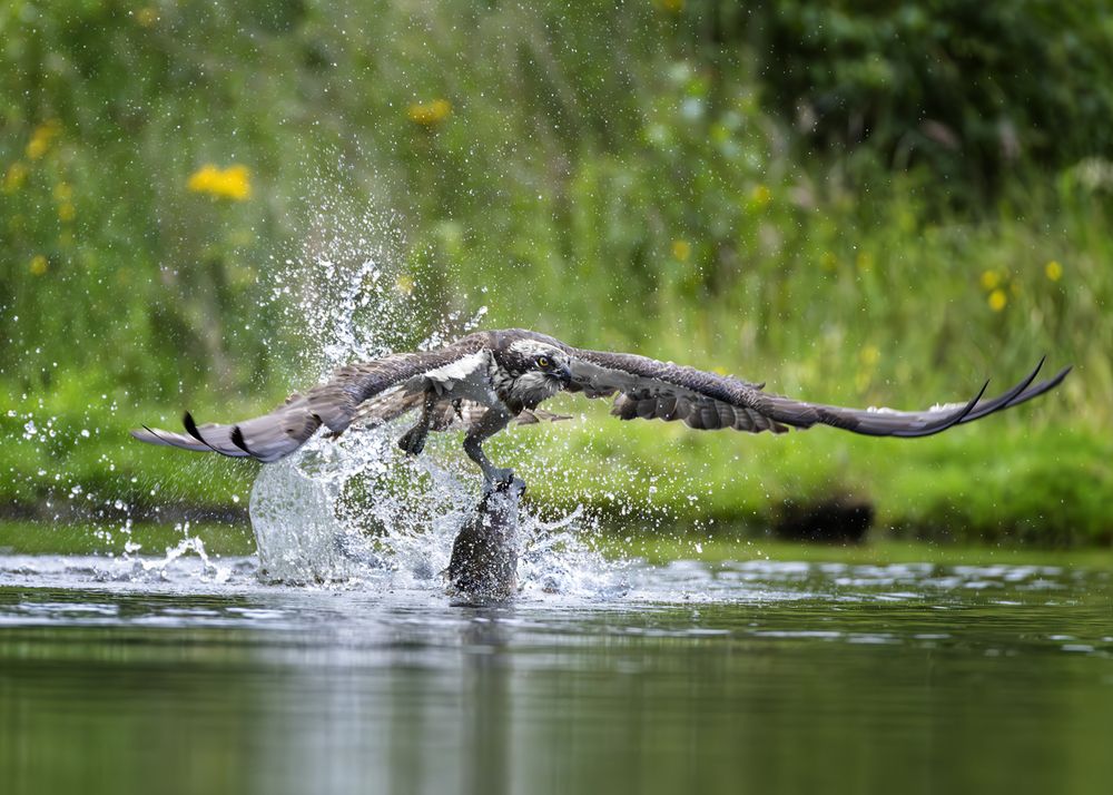 Fishing Osprey