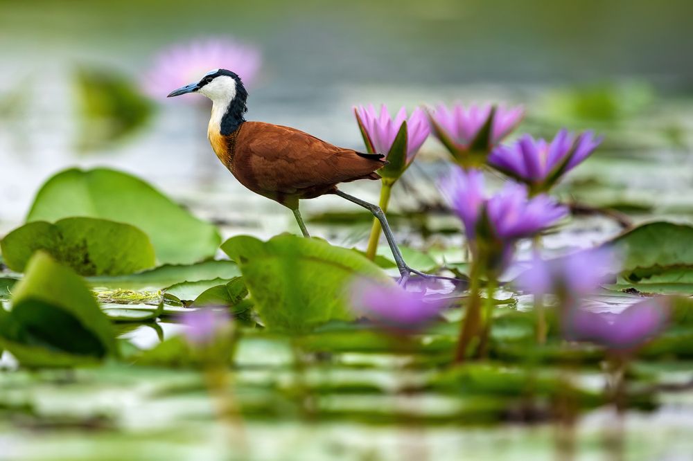 Photograph by Gatis Vilbrants