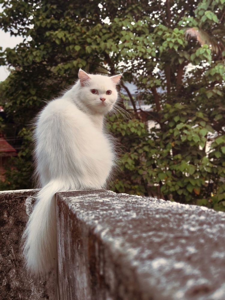 It's Bella Chao time.